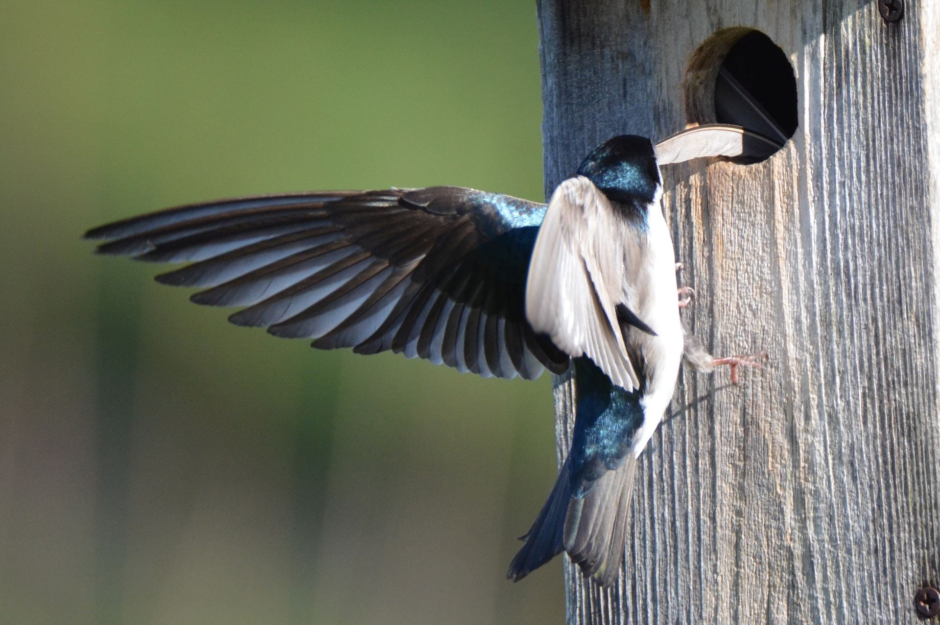 The Tree Swallow 2020 Nesting Season