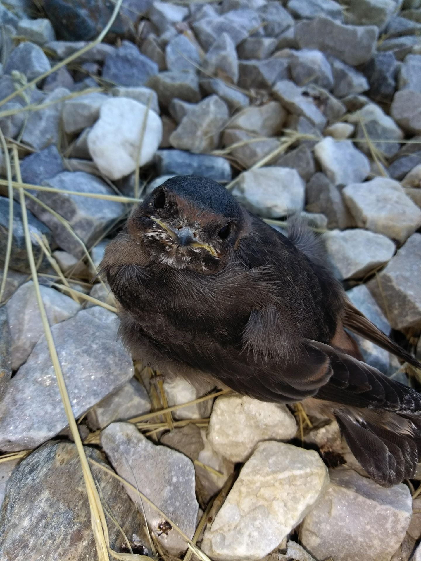Cliff Swallow Rescue and The Avian Ambulance Adventure
