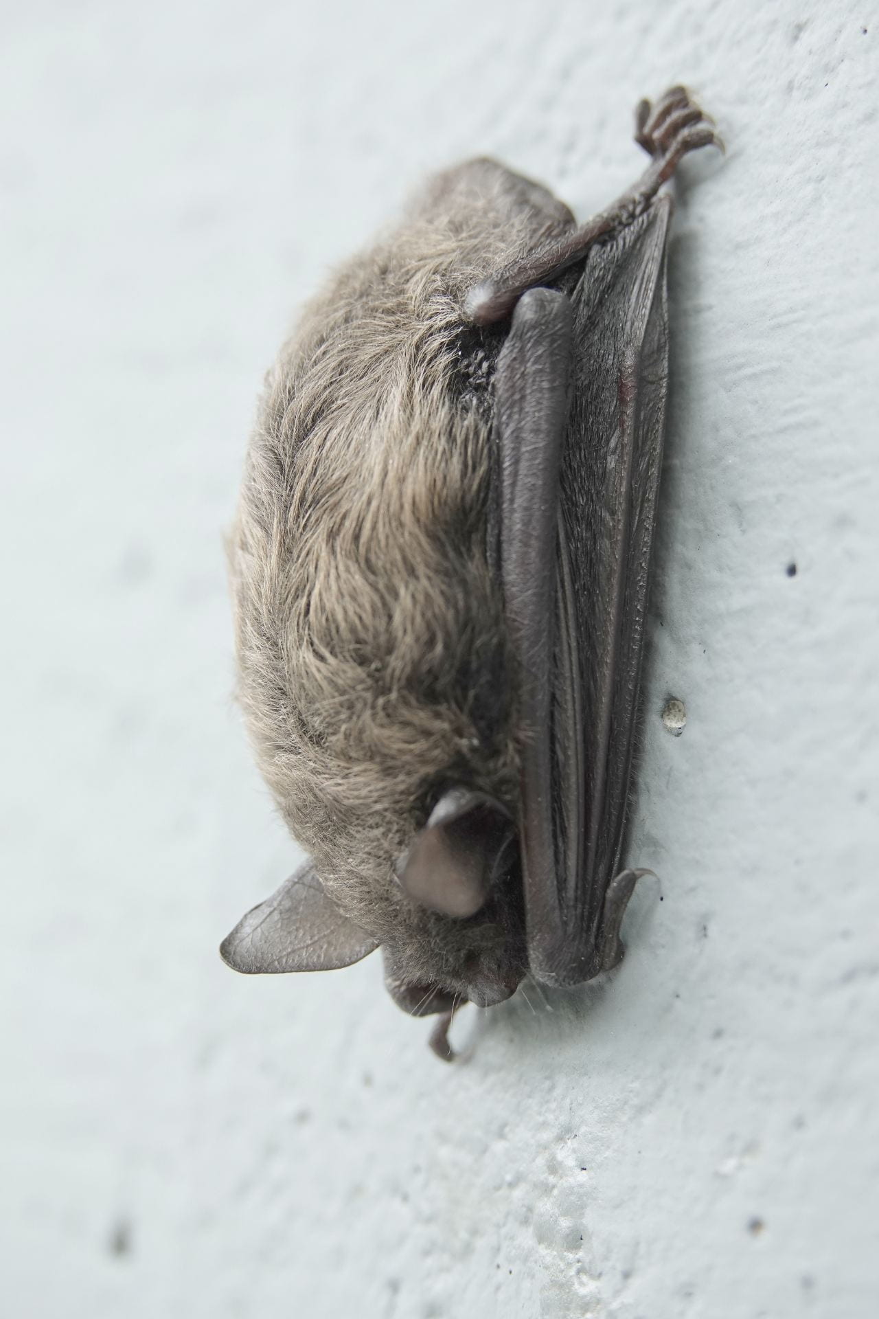 Aerofauna Refugee  (Brown Bat)