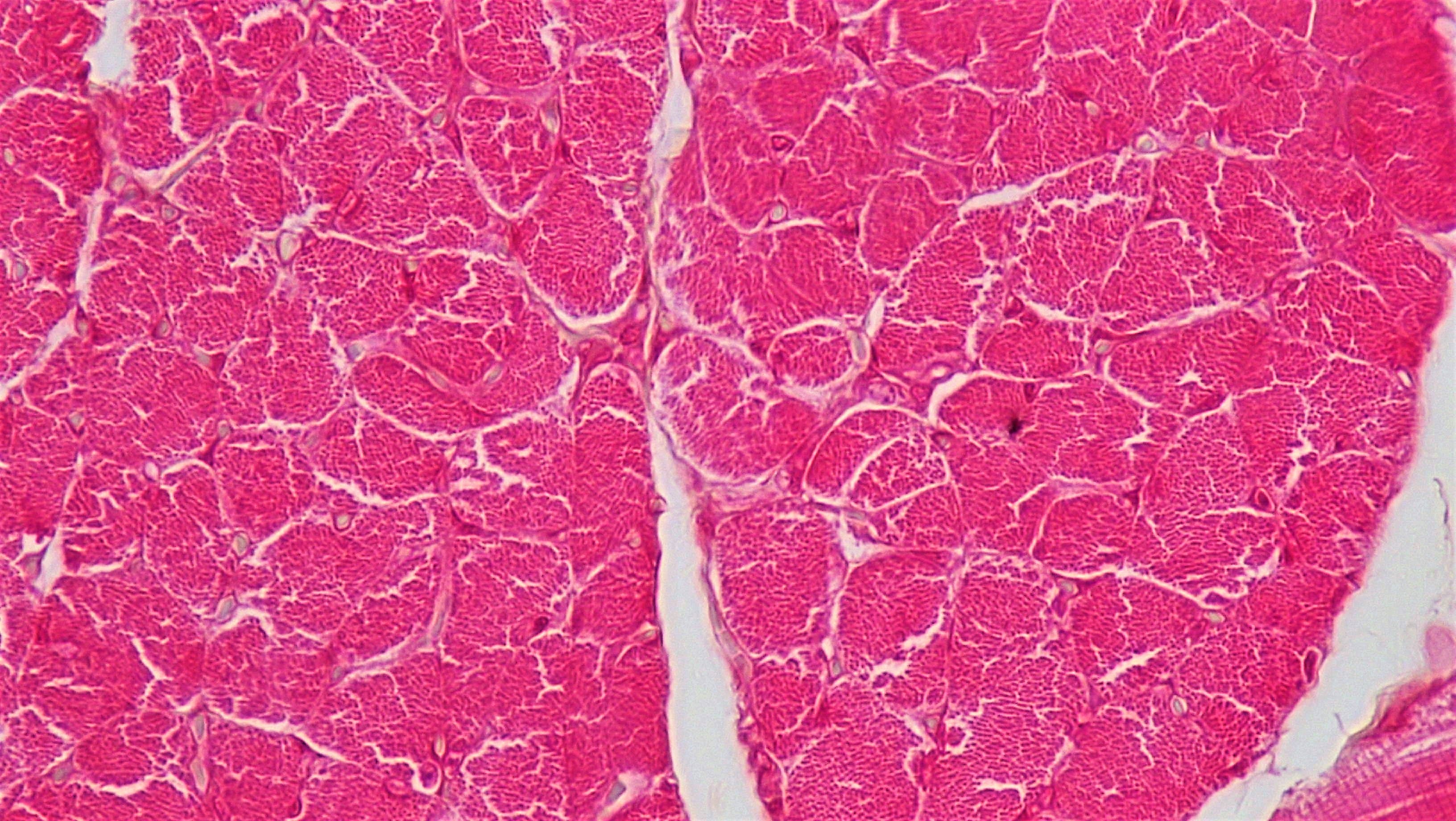 Mammalian Histology: Muscle Tissue – Berkshire Community College