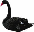 Black Swan? From John Sener